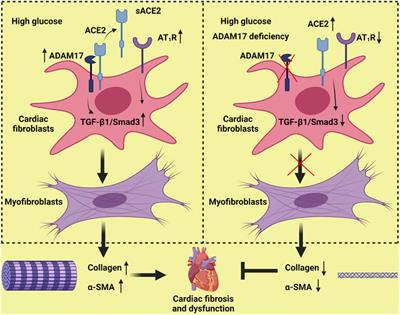 ADAM17 knockdown mitigates while ADAM17 overexpression aggravates cardiac fibrosis and dysfunction via regulating ACE2 shedding and myofibroblast transformation